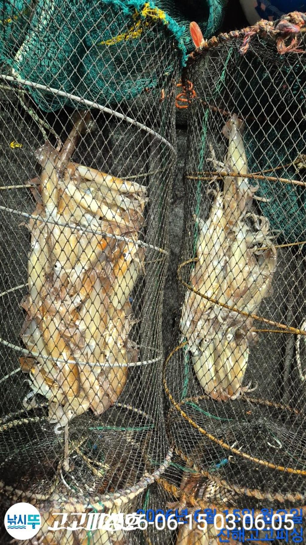 낚시뚜,화살촉오징어,속천항(진해),고고피싱호,낚시뚜13