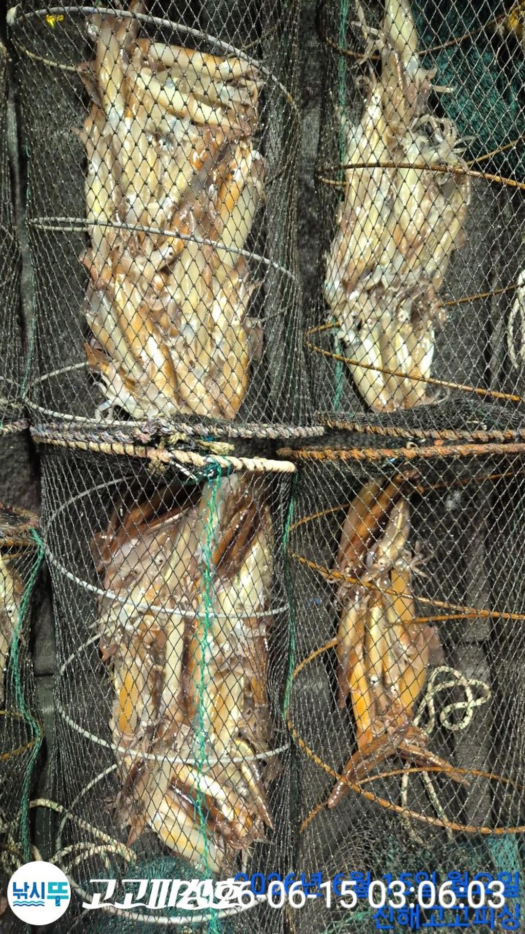 낚시뚜,화살촉오징어,속천항(진해),고고피싱호,낚시뚜12