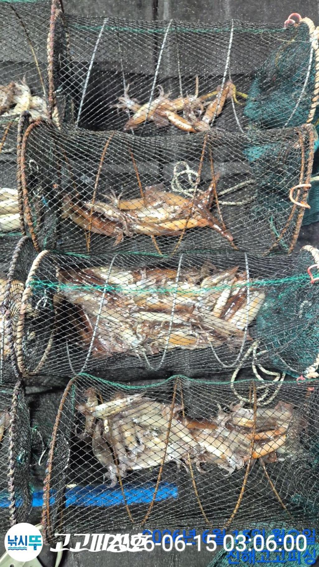 낚시뚜,화살촉오징어,속천항(진해),고고피싱호,낚시뚜11