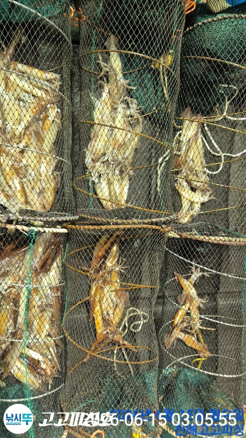 낚시뚜,화살촉오징어,속천항(진해),고고피싱호,낚시뚜9