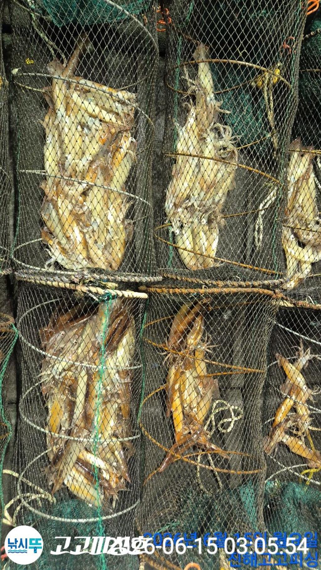 낚시뚜,화살촉오징어,속천항(진해),고고피싱호,낚시뚜8
