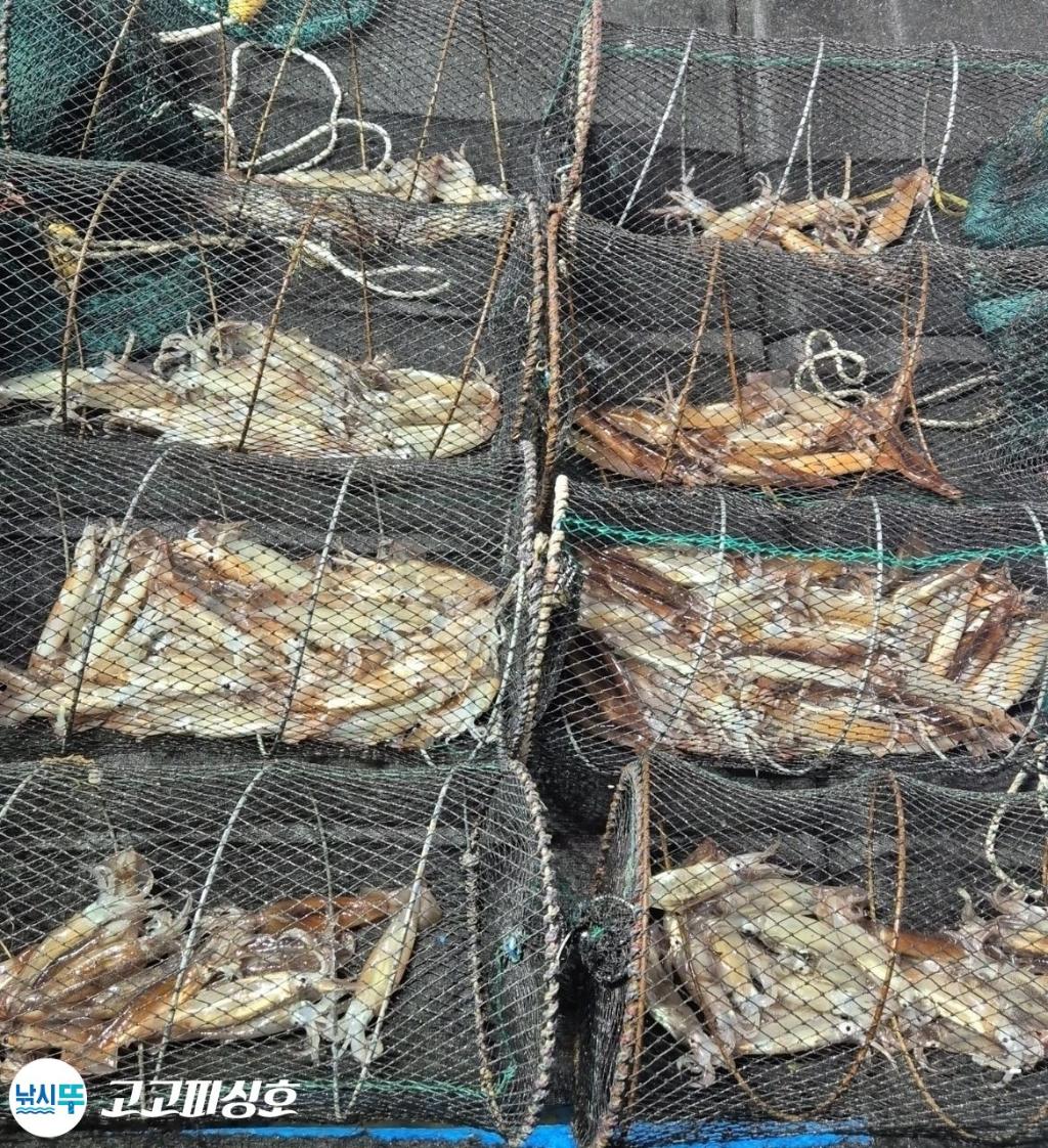 낚시뚜,화살촉오징어,속천항(진해),고고피싱호,낚시뚜7