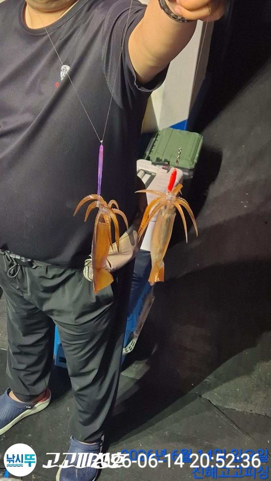 낚시뚜,화살촉오징어,속천항(진해),고고피싱호,낚시뚜2