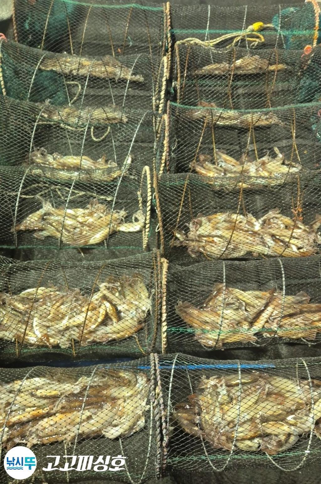 낚시뚜,화살촉오징어,속천항(진해),고고피싱호,낚시뚜14