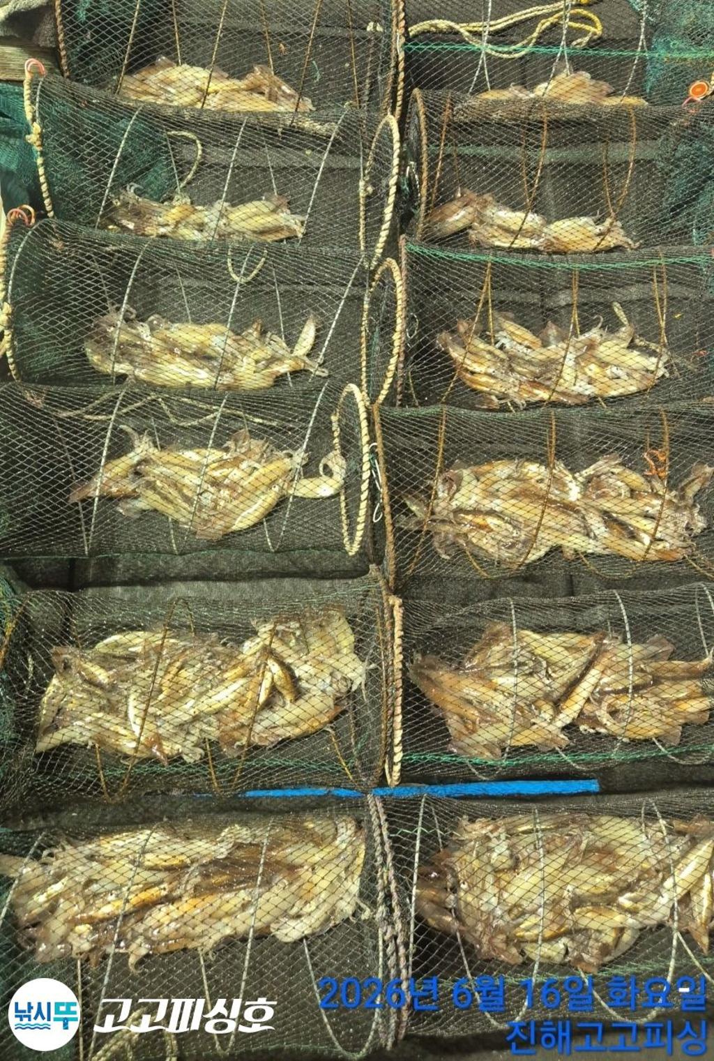 낚시뚜,화살촉오징어,속천항(진해),고고피싱호,낚시뚜13