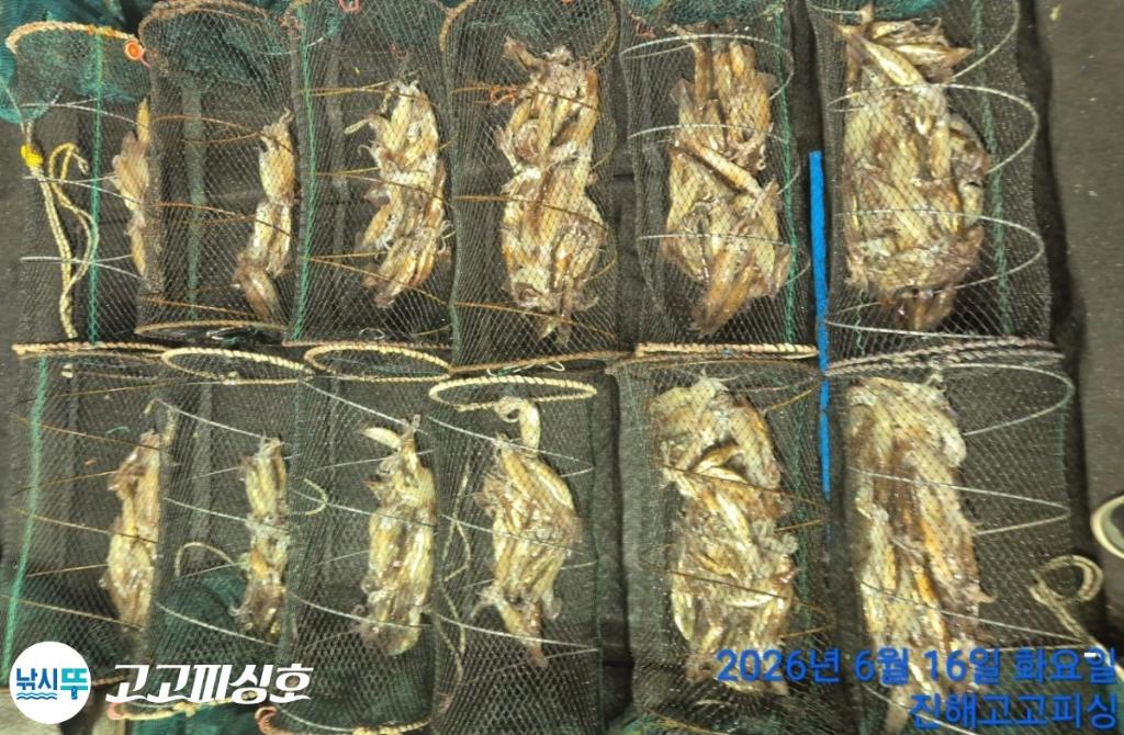 낚시뚜,화살촉오징어,속천항(진해),고고피싱호,낚시뚜12
