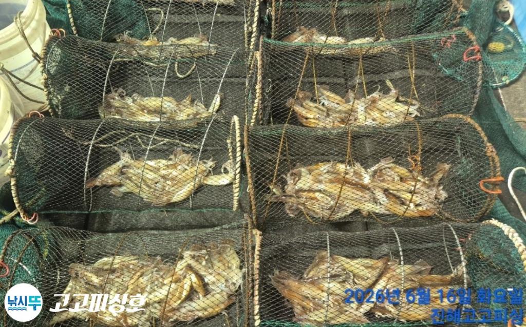 낚시뚜,화살촉오징어,속천항(진해),고고피싱호,낚시뚜11