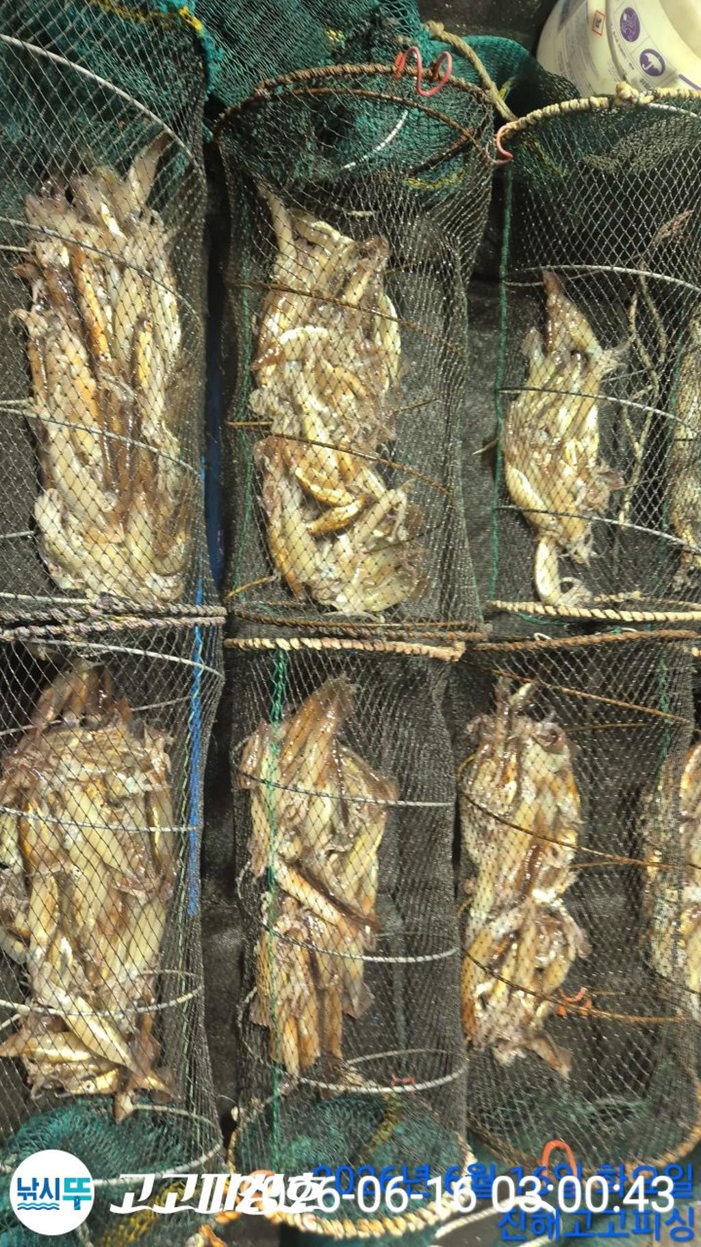 낚시뚜,화살촉오징어,속천항(진해),고고피싱호,낚시뚜10