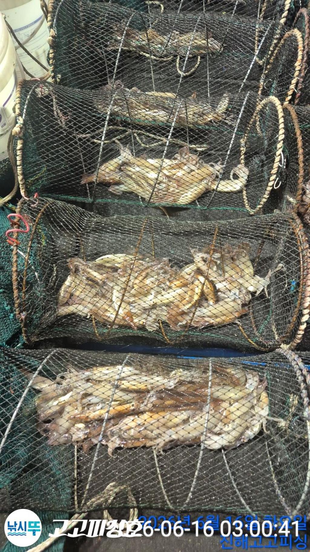 낚시뚜,화살촉오징어,속천항(진해),고고피싱호,낚시뚜9