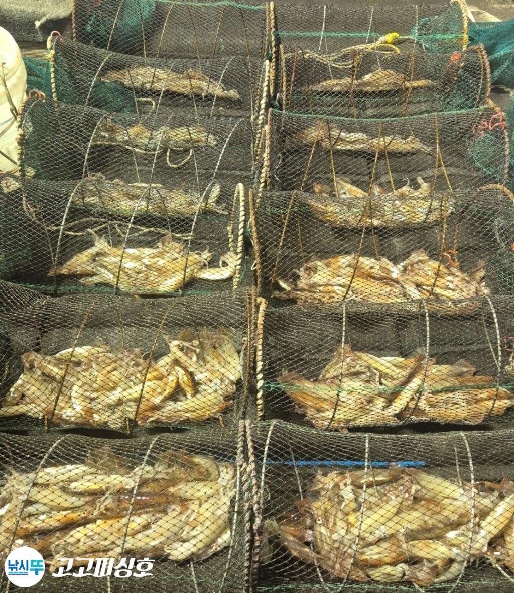 낚시뚜,화살촉오징어,속천항(진해),고고피싱호,낚시뚜7