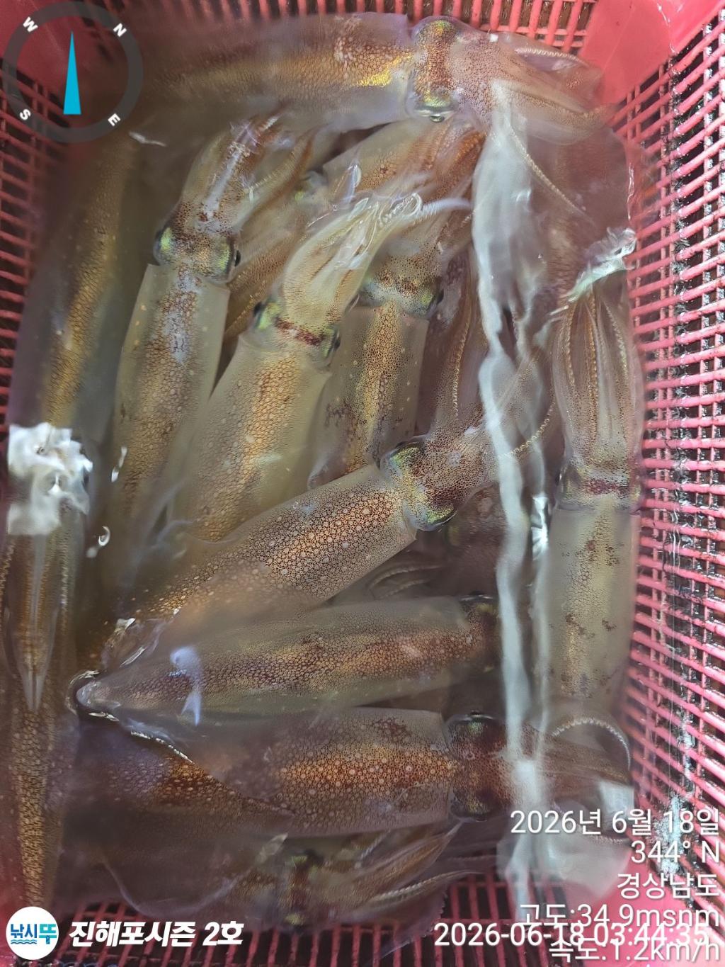 낚시뚜,한치,진해행암항,진해포시즌 2호,낚시뚜11