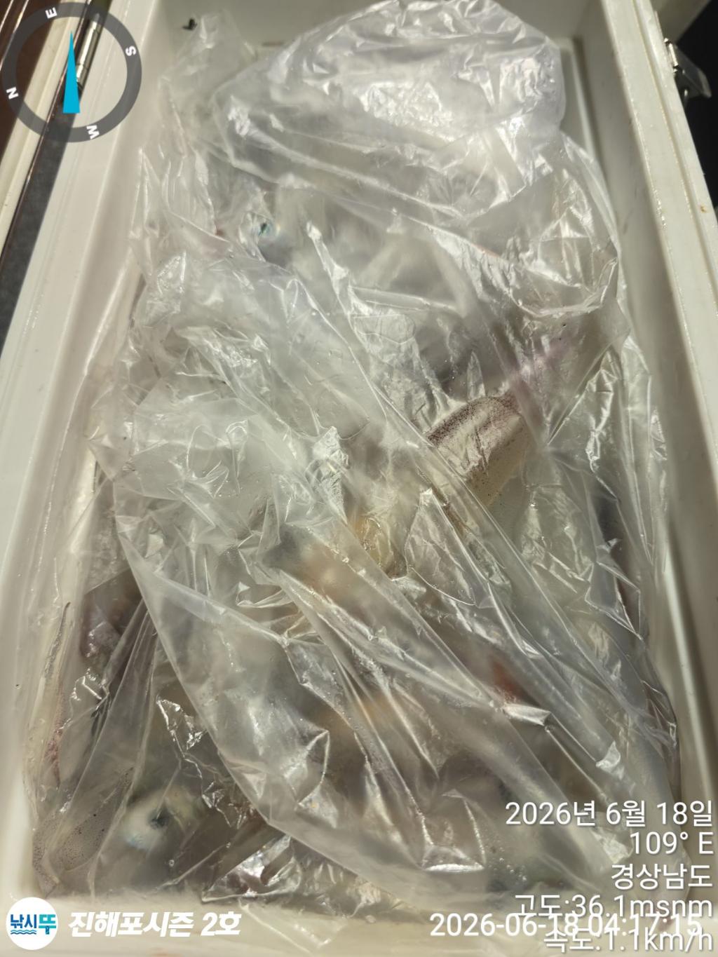 낚시뚜,한치,진해행암항,진해포시즌 2호,낚시뚜9