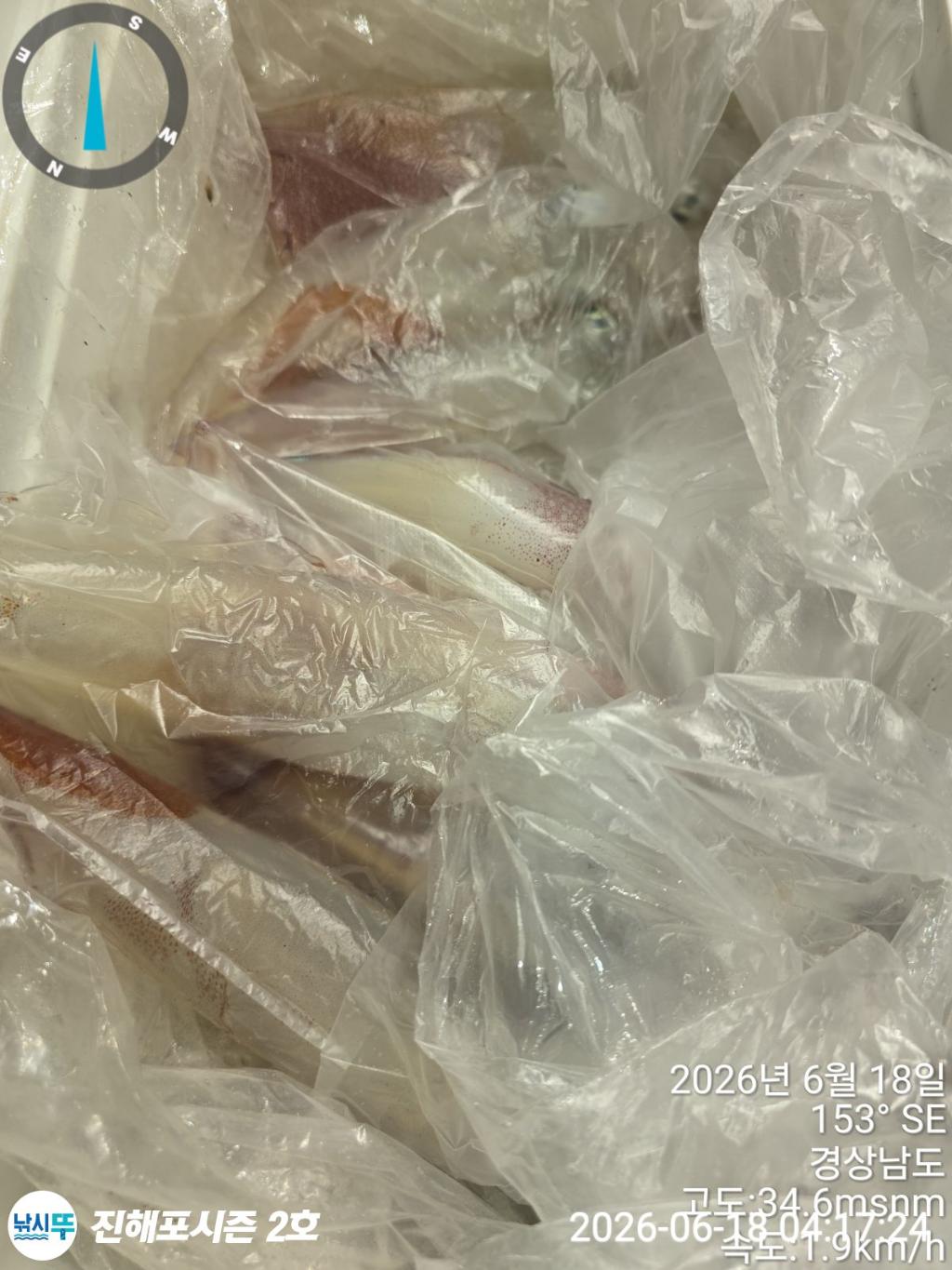 낚시뚜,한치,진해행암항,진해포시즌 2호,낚시뚜8