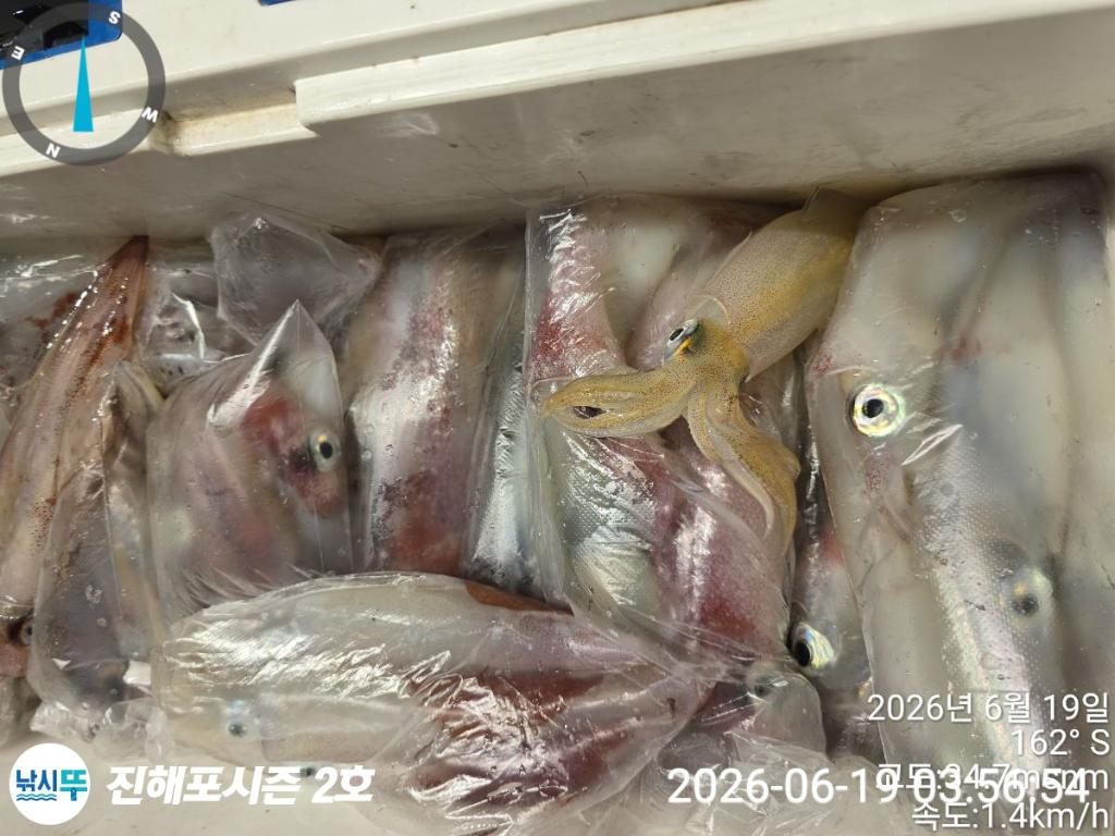 낚시뚜,한치,진해행암항,진해포시즌 2호,낚시뚜20