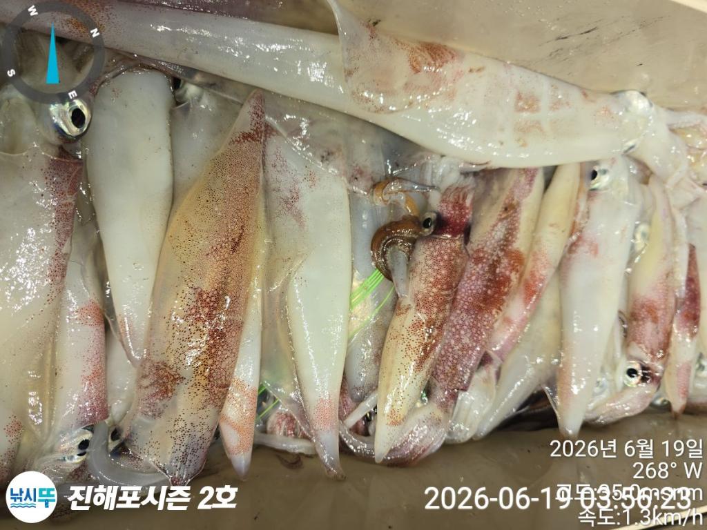 낚시뚜,한치,진해행암항,진해포시즌 2호,낚시뚜16