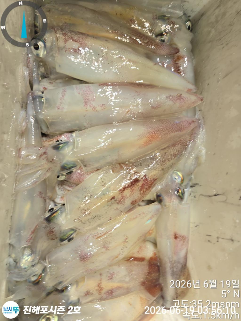 낚시뚜,한치,진해행암항,진해포시즌 2호,낚시뚜15