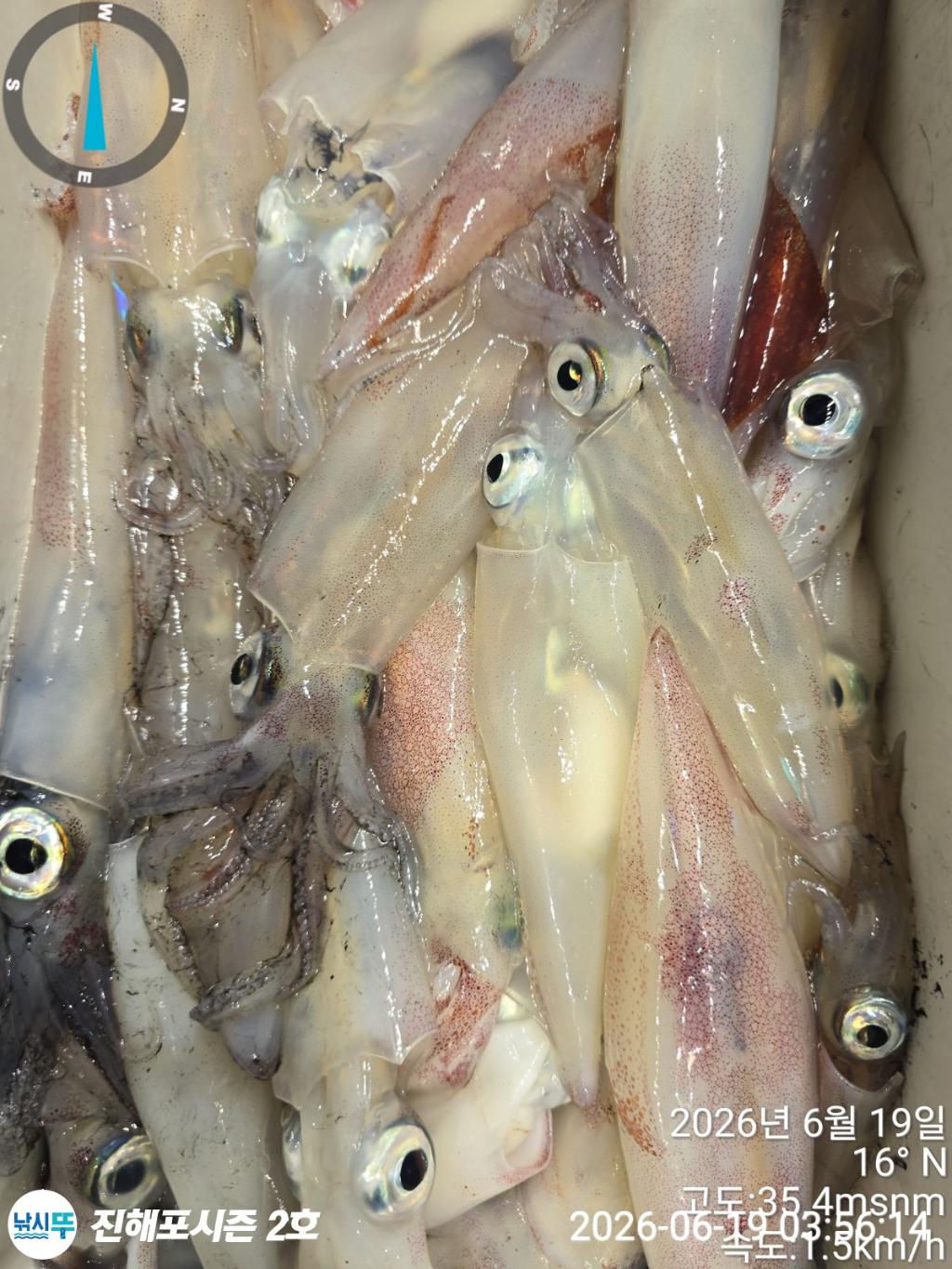 낚시뚜,한치,진해행암항,진해포시즌 2호,낚시뚜14