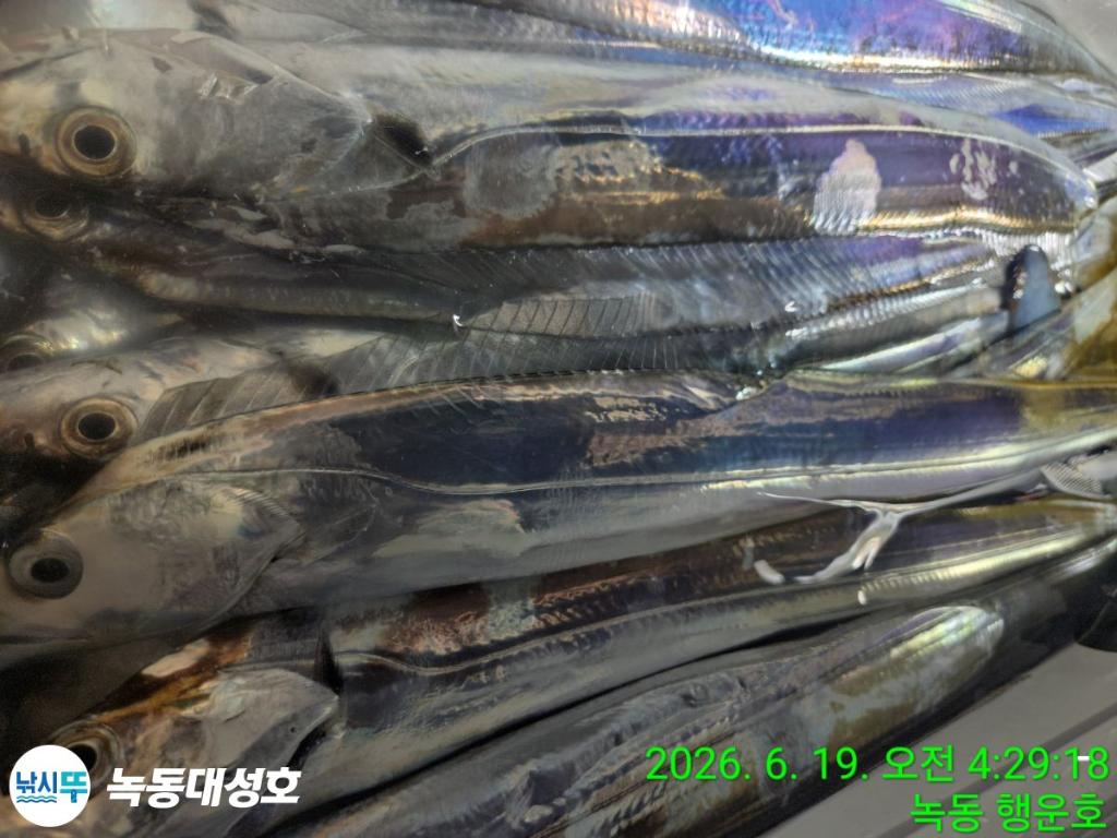 낚시뚜,갈치,녹동항,녹동대성호,낚시뚜20