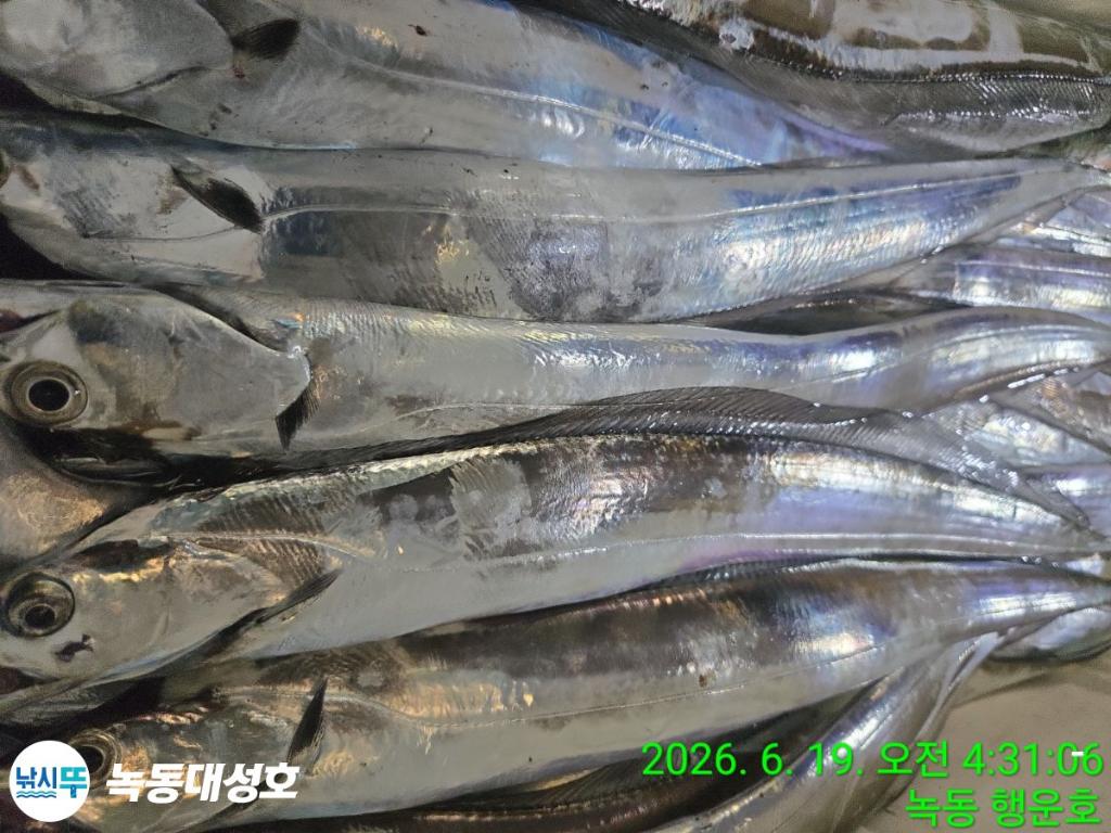 낚시뚜,갈치,녹동항,녹동대성호,낚시뚜19