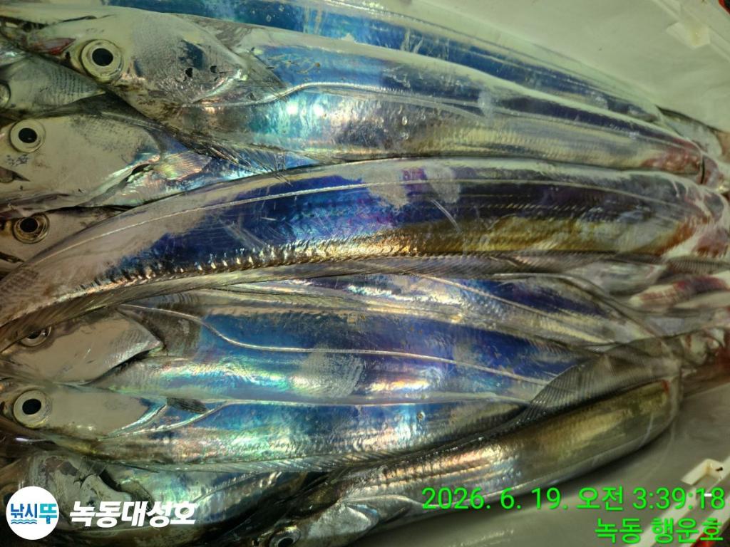 낚시뚜,갈치,녹동항,녹동대성호,낚시뚜18
