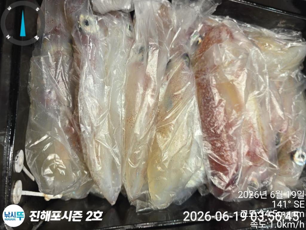 낚시뚜,한치,진해행암항,진해포시즌 2호,낚시뚜15