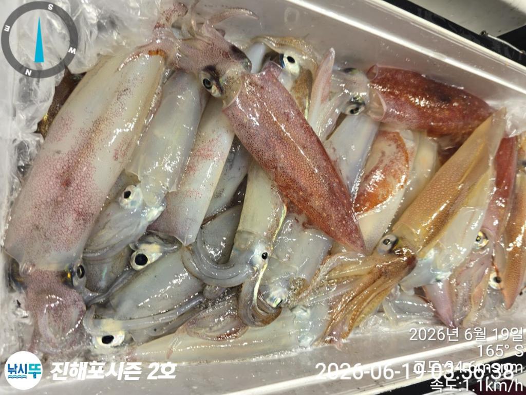 낚시뚜,한치,진해행암항,진해포시즌 2호,낚시뚜14