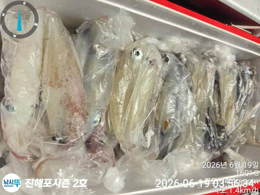 낚시뚜,한치,진해행암항,진해포시즌 2호,낚시뚜13