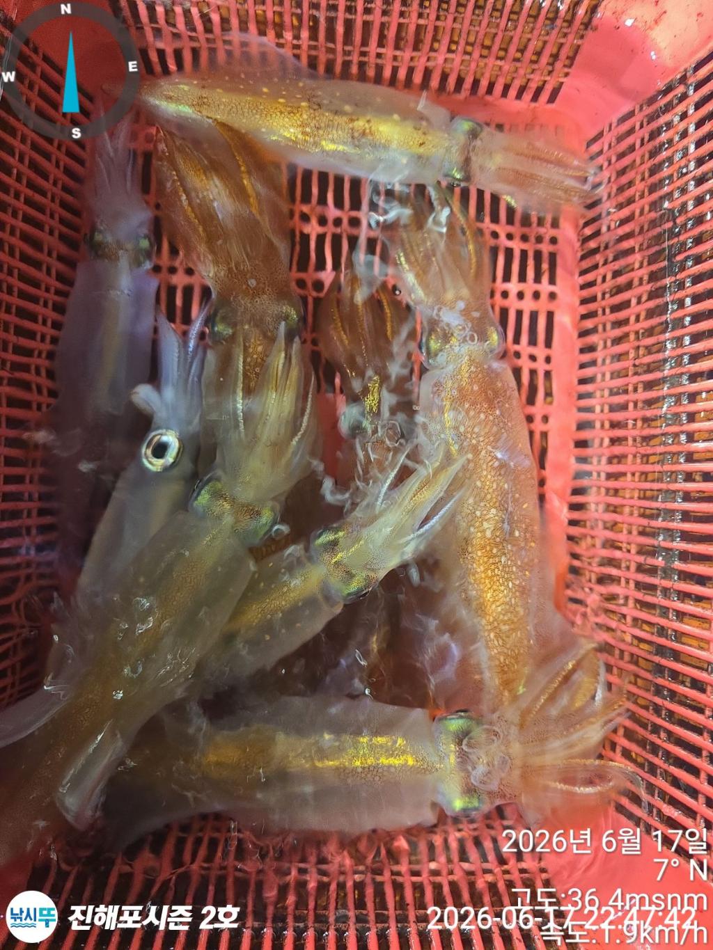 낚시뚜,한치,진해행암항,진해포시즌 2호,낚시뚜7
