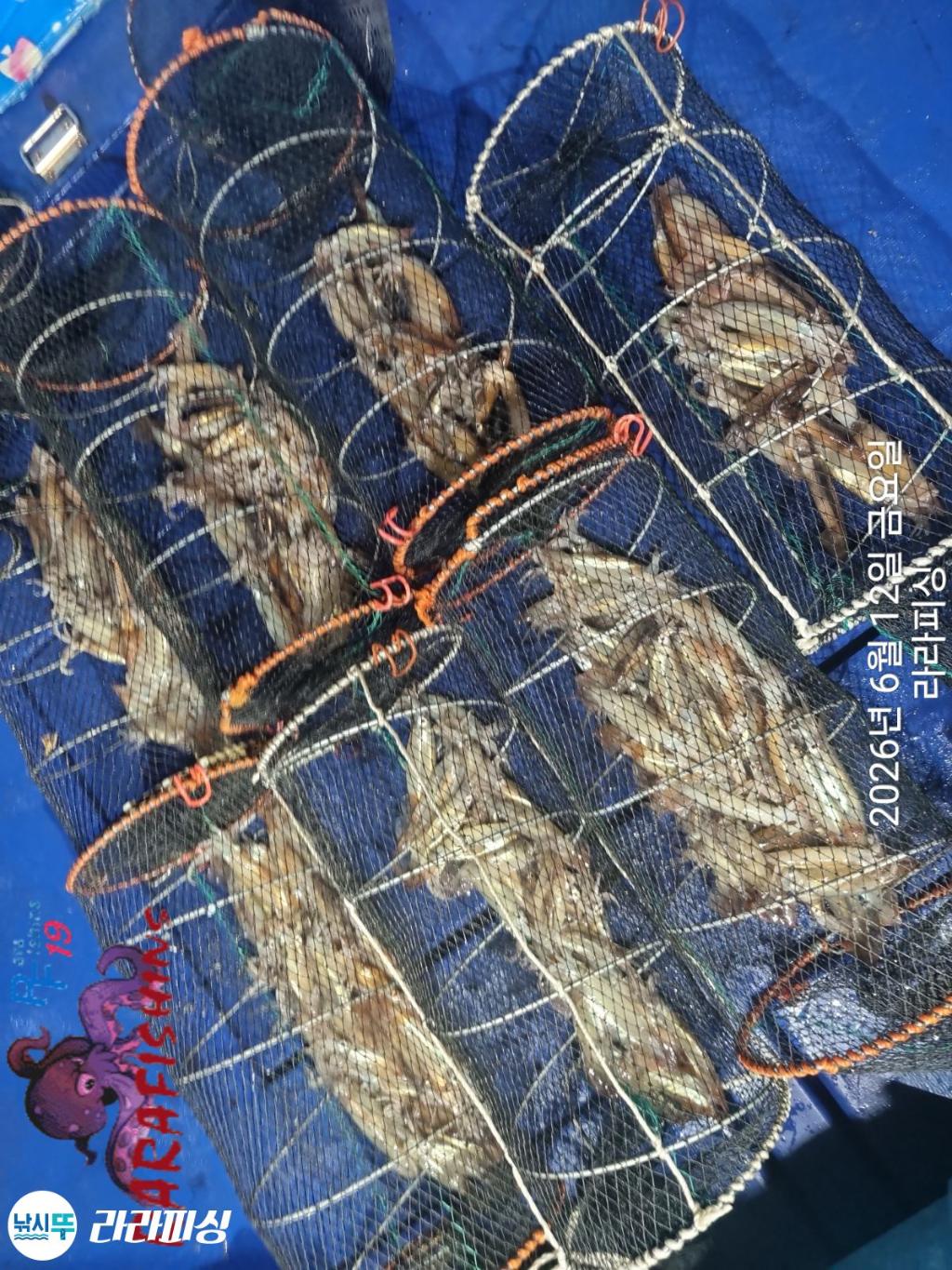 낚시뚜,화살촉오징어,속천항(진해),라라피싱,낚시뚜21