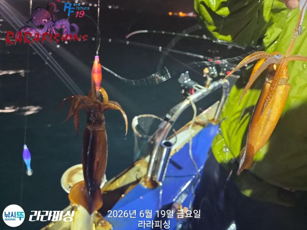 낚시뚜,화살촉오징어,속천항(진해),라라피싱,낚시뚜1