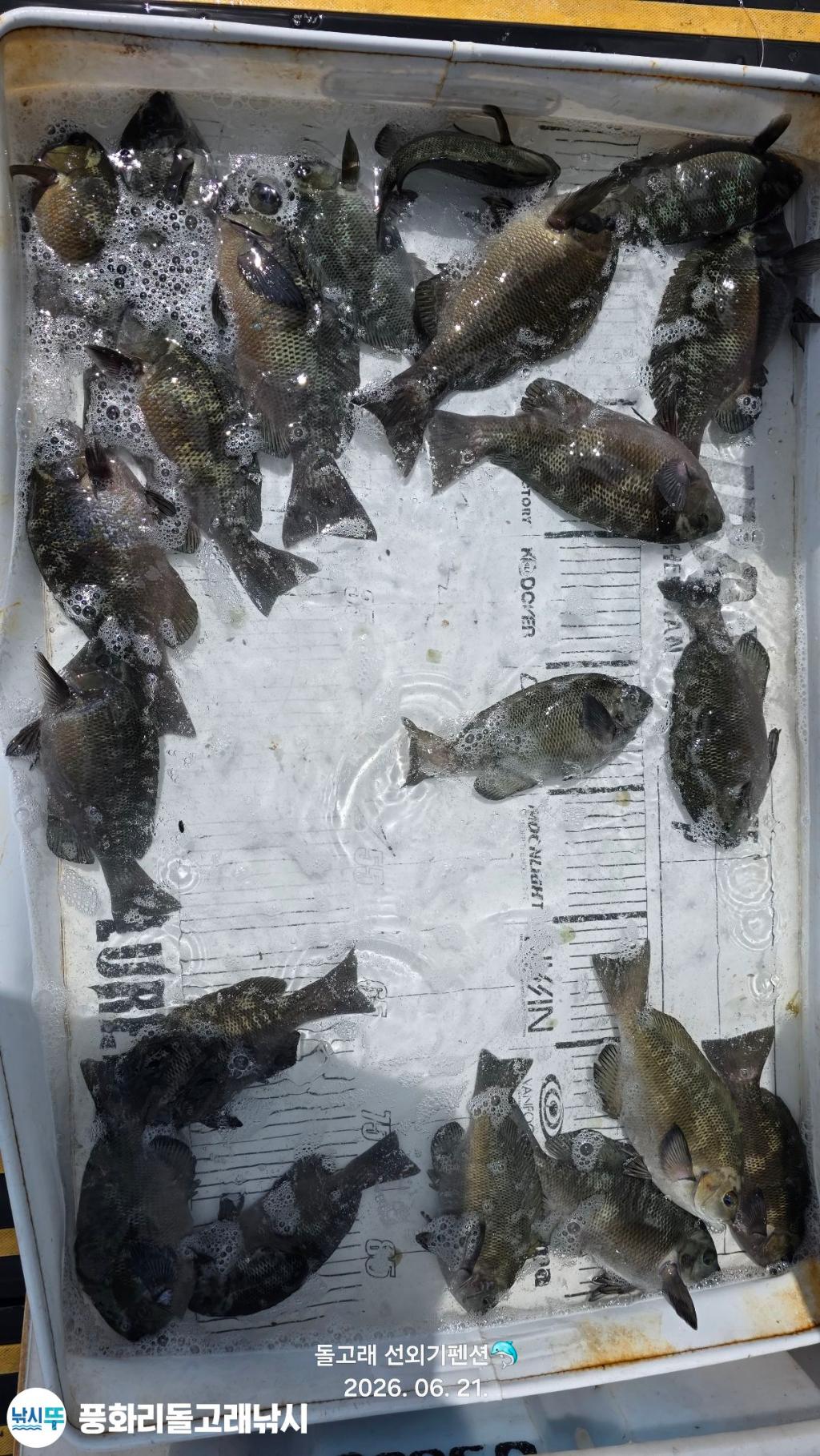 낚시뚜,벵에돔,참돔,풍화상장마을,풍화리돌고래낚시,낚시뚜1