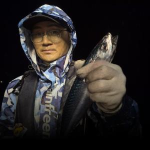조황, 19일 야간 고등어 타작 조황