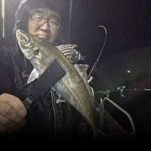 조황, 19일 야간 시장고등어 전갱이 조황