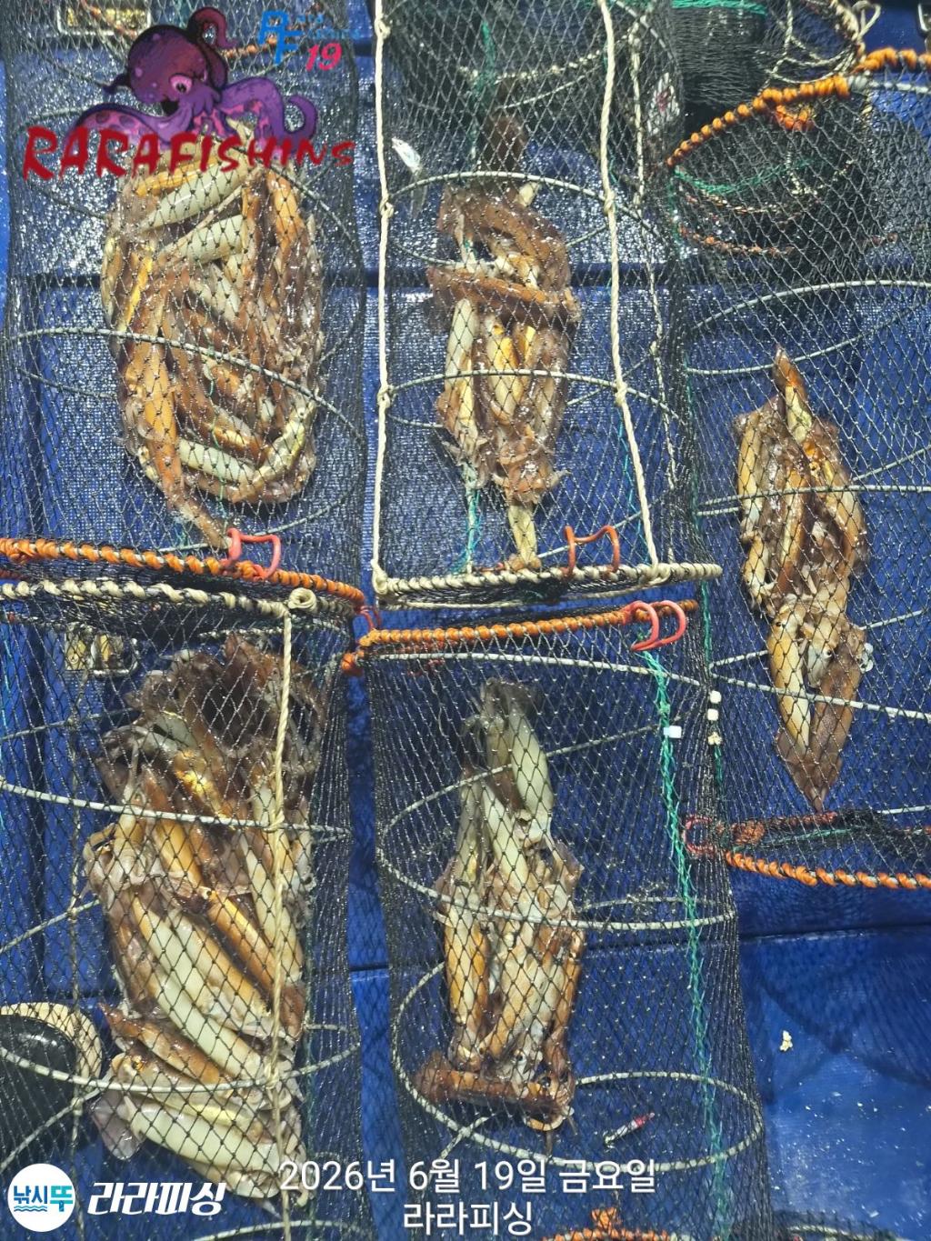 낚시뚜,화살촉오징어,속천항(진해),라라피싱,낚시뚜9