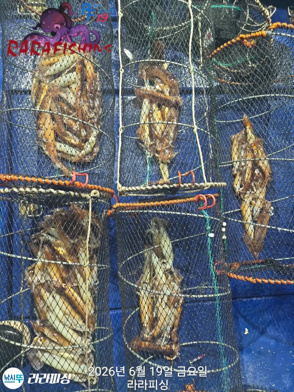 낚시뚜,화살촉오징어,속천항(진해),라라피싱,낚시뚜8