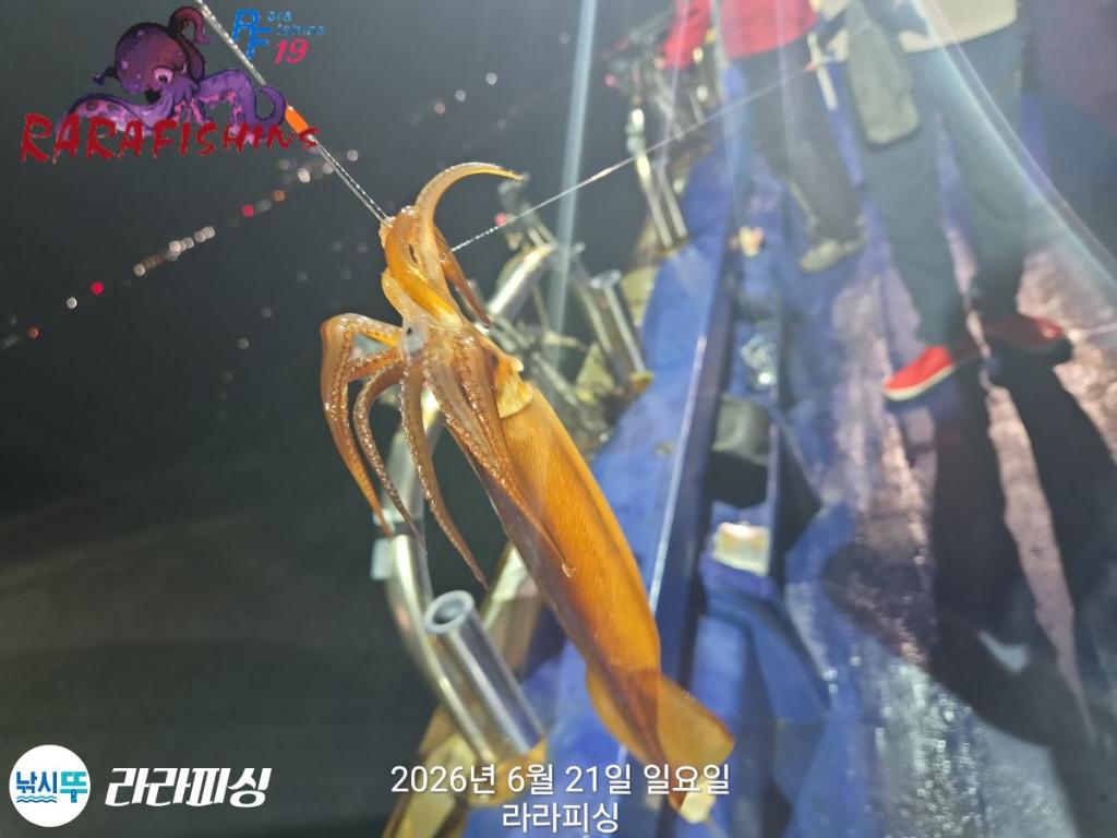 낚시뚜,화살촉오징어,속천항(진해),라라피싱,낚시뚜2