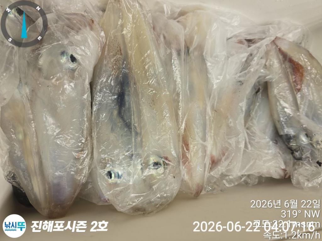 낚시뚜,한치,진해행암항,진해포시즌 2호,낚시뚜11