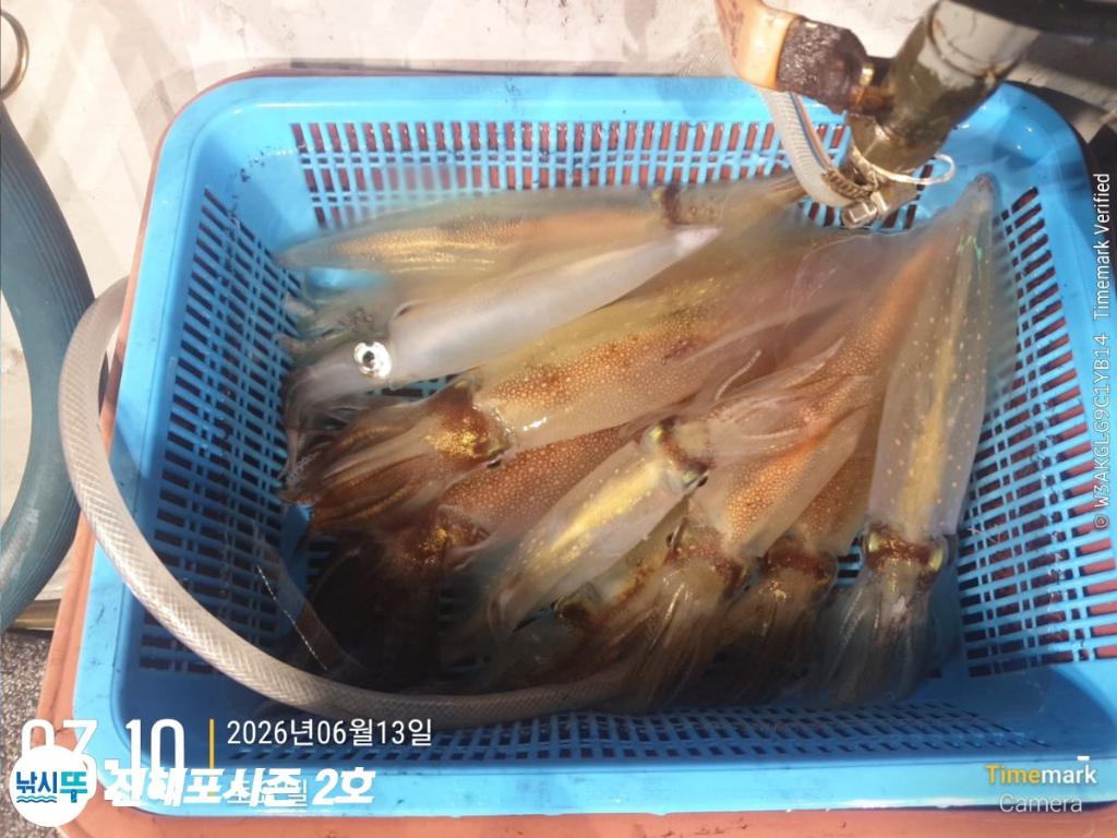 낚시뚜,한치,진해행암항,진해포시즌 2호,낚시뚜2