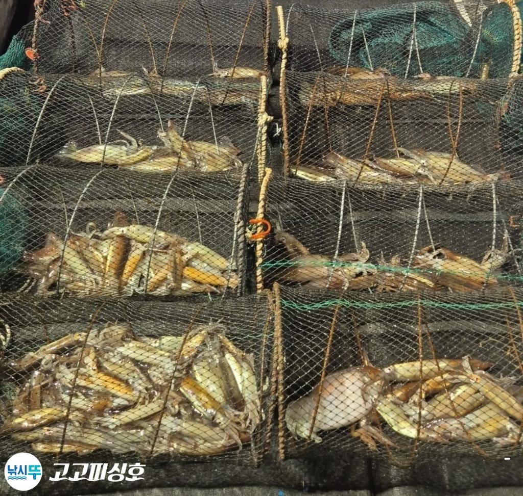 낚시뚜,화살촉오징어,속천항(진해),고고피싱호,낚시뚜20