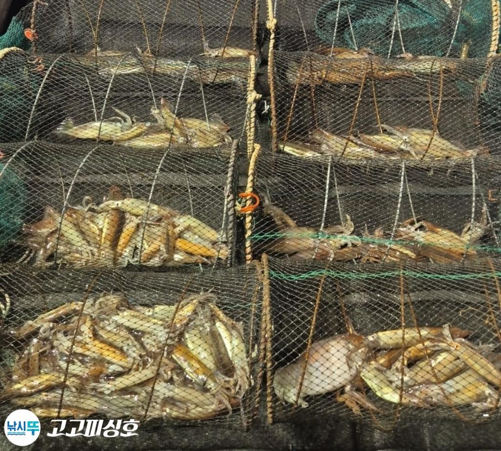 낚시뚜,화살촉오징어,속천항(진해),고고피싱호,낚시뚜19