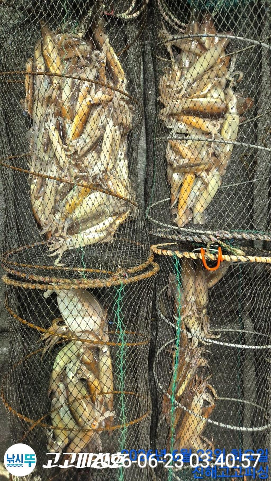낚시뚜,화살촉오징어,속천항(진해),고고피싱호,낚시뚜18