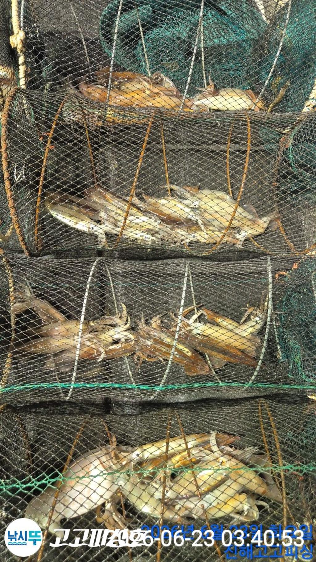 낚시뚜,화살촉오징어,속천항(진해),고고피싱호,낚시뚜17