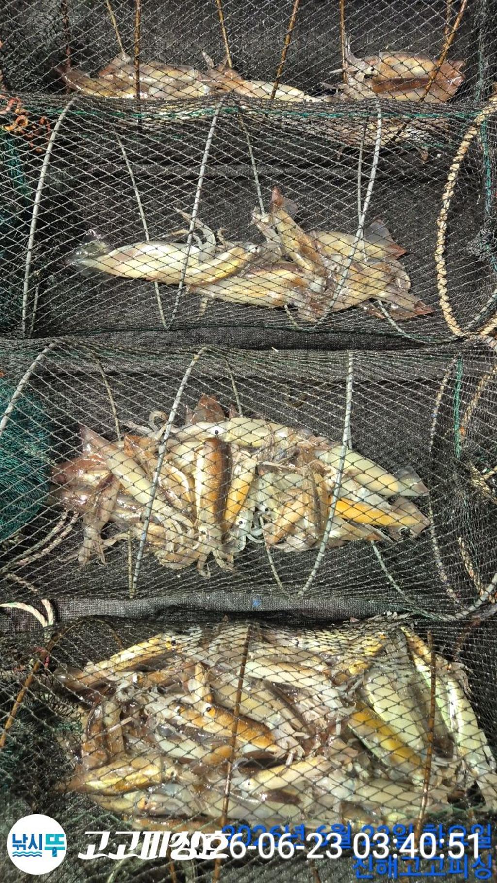 낚시뚜,화살촉오징어,속천항(진해),고고피싱호,낚시뚜16
