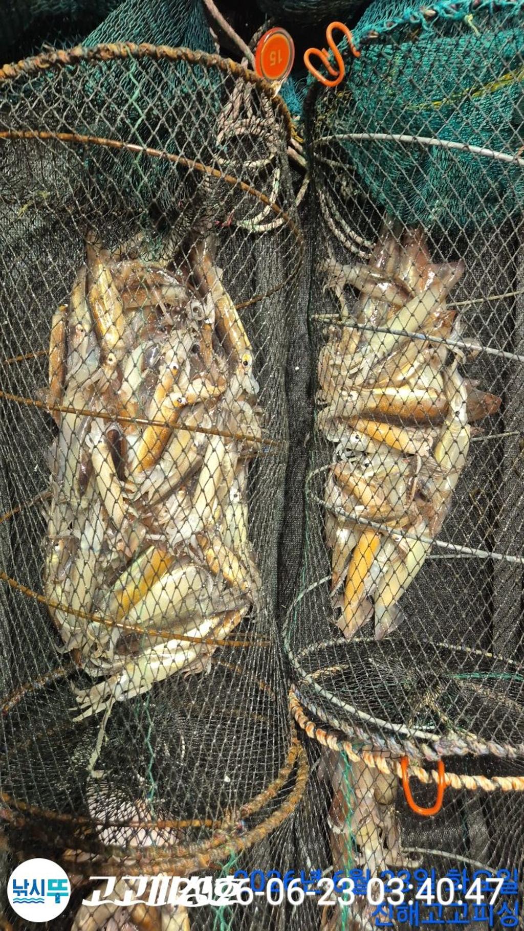 낚시뚜,화살촉오징어,속천항(진해),고고피싱호,낚시뚜15