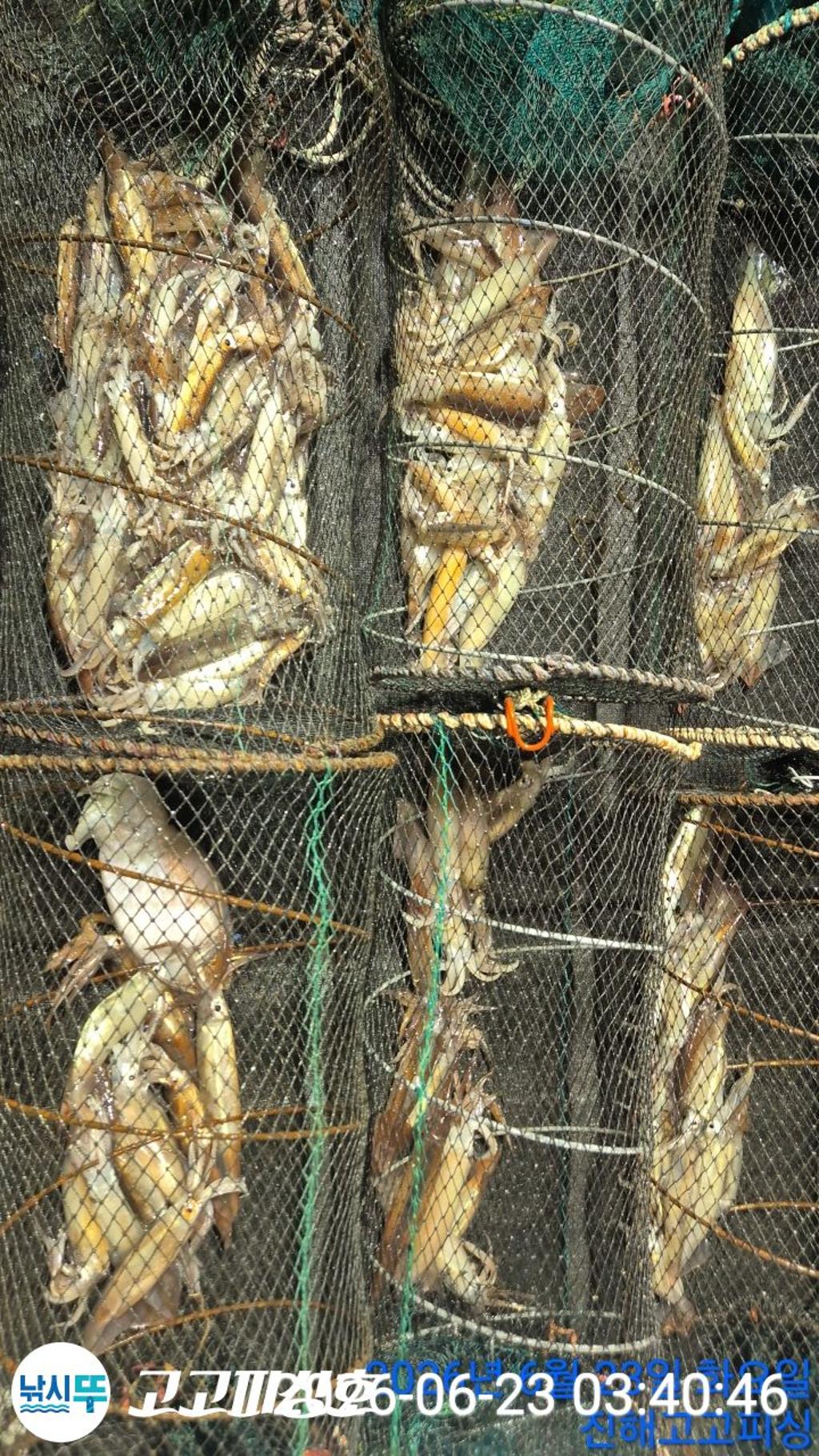 낚시뚜,화살촉오징어,속천항(진해),고고피싱호,낚시뚜14
