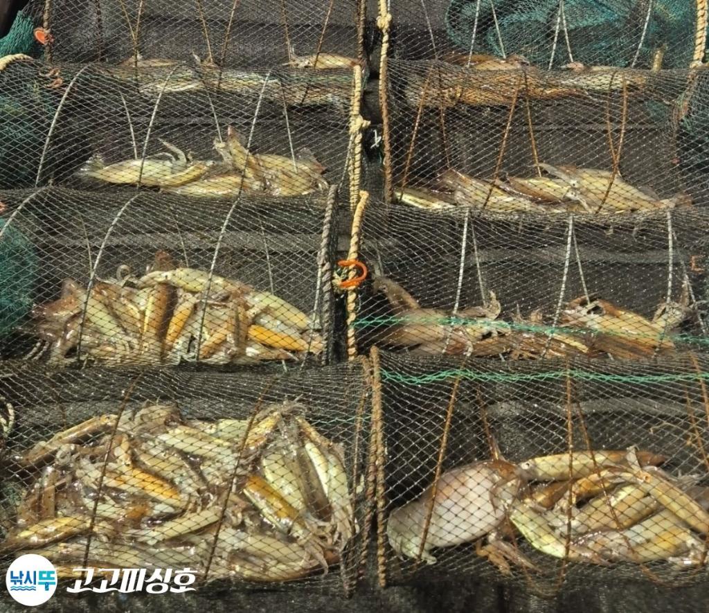 낚시뚜,화살촉오징어,속천항(진해),고고피싱호,낚시뚜13