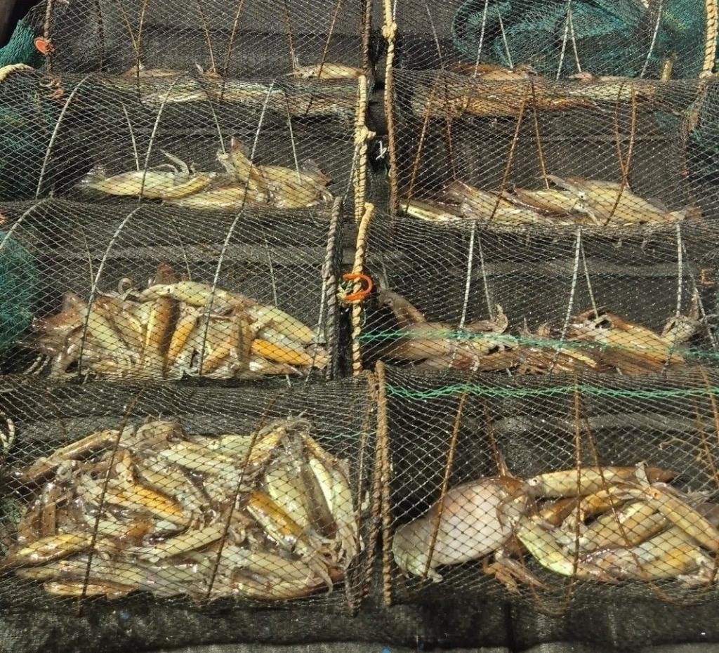 낚시뚜,화살촉오징어,속천항(진해),고고피싱호,낚시뚜12
