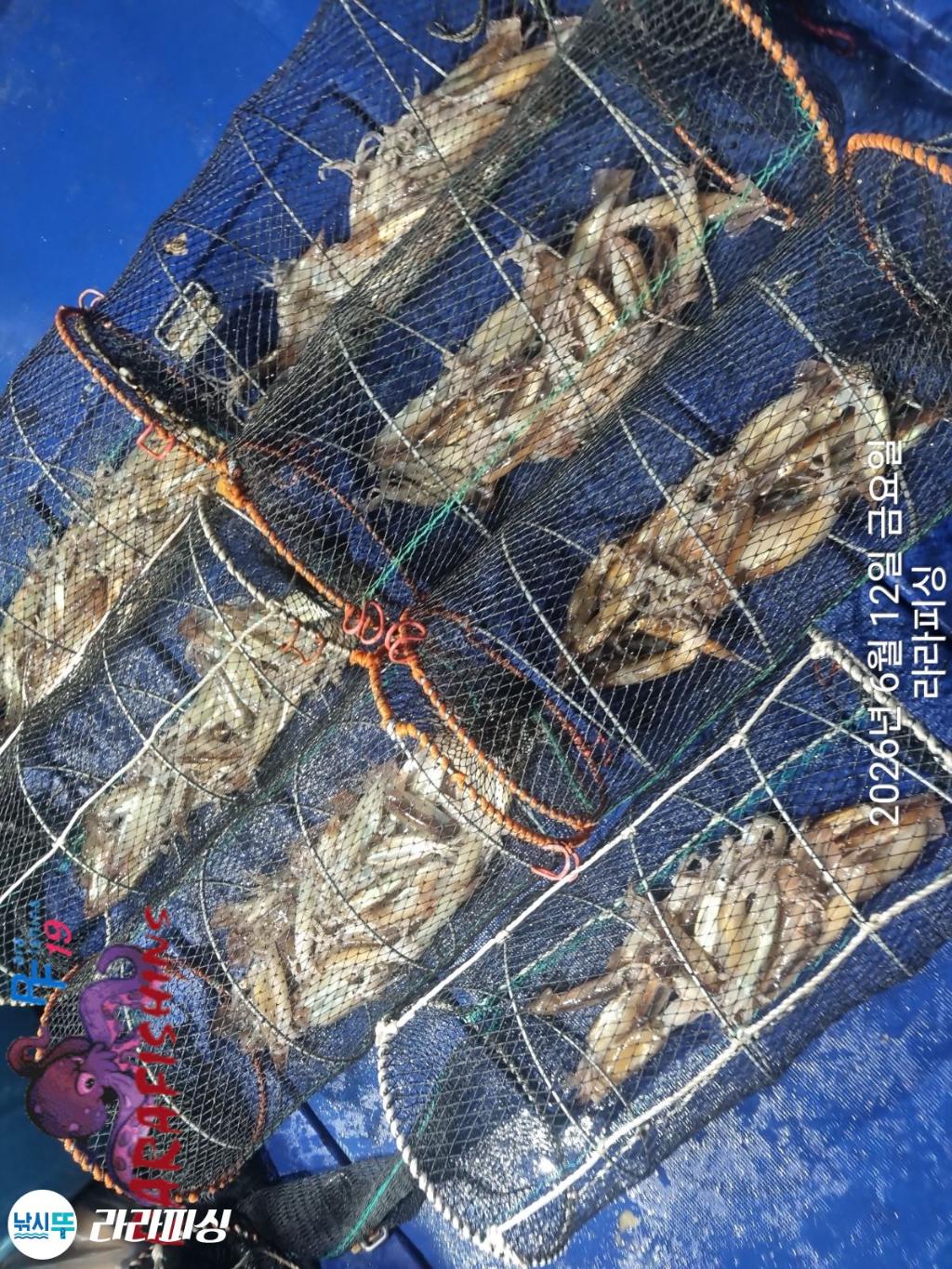 낚시뚜,화살촉오징어,속천항(진해),라라피싱,낚시뚜20