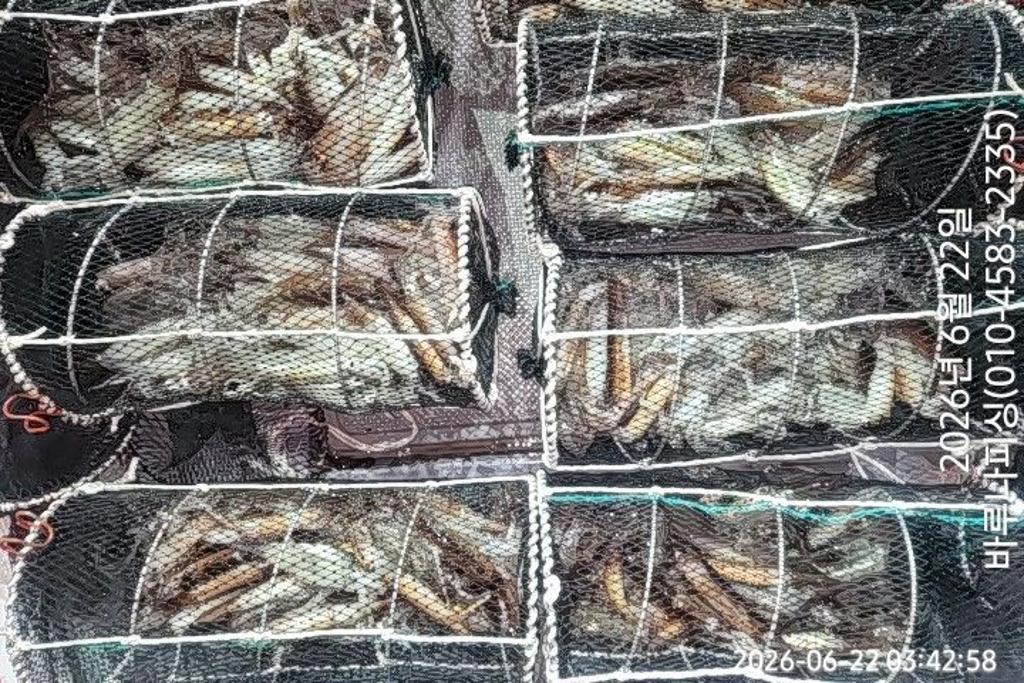 낚시뚜,화살촉오징어,속천항(진해),바루나피싱,낚시뚜7