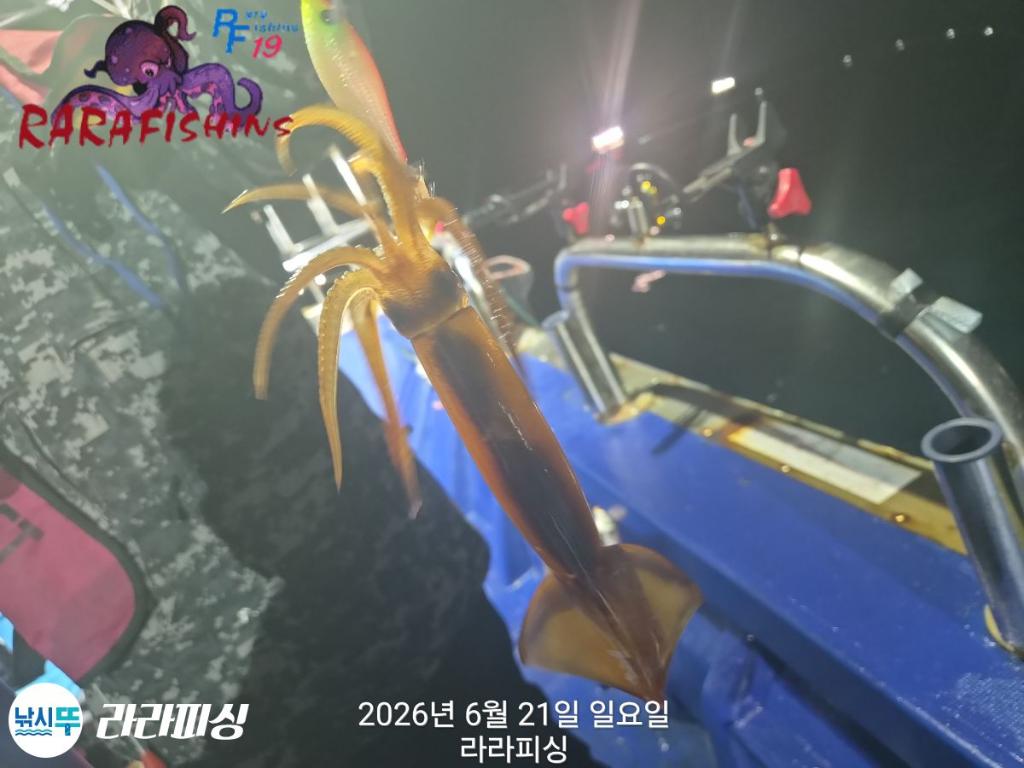 낚시뚜,화살촉오징어,속천항(진해),라라피싱,낚시뚜2